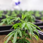 Выращивание конопли из семян в домашних условиях images388.jpg