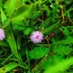 Полезные свойства и применение семян конопли images390.jpg