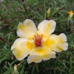 Покупка семян марихуаны в Алматы аспекты законодательства и меры предосторожности images404.jpg