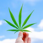 Продажа семян конопли: законодательство и ограничения images405.jpg