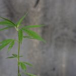 Конопляное семя полезные свойства и включение в рацион images428.jpg