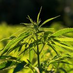 Автоцветущие семена конопли особенности и преимущества выращивания images44.jpg