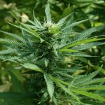 Семена конопли Original Afghani regular от Ganja Seeds images441.jpg