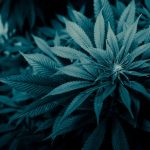 Семена конопли Blue Gelato 41 feminised от Barneys Farm images454.jpg