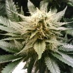 Семена конопли Auto Northern Lights CBD feminised от Pyramid Seeds images466.jpg