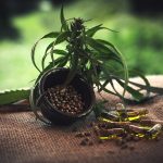 Преимущества и применение семян конопли при оптовой покупке images51.jpg