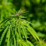 Семя конопли сурской полезные свойства и применение images57.jpg