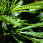 Семена конопли в корме для птиц как источник питательных семян images68.jpg