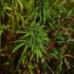 Семена конопли полезные свойства и применение images72.jpg