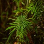 Использование семян конопли для рыбалки images78.jpg