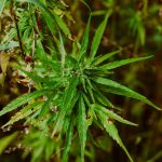 Выращивание конопли из семян images81.jpg