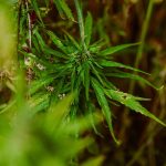 Семена конопли Auto Ramses feminised от Pyramid Seeds images87.jpg