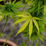 Как найти проверенный магазин семян конопли и на что обратить внимание при их выборе images90.jpg