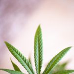 Семена конопли как эффективная прикормка для рыбалки images94.jpg