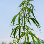 Семена конопли Russian Snow feminised от Ganja Seeds images97.jpg